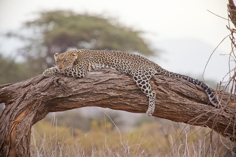 Serengeti National Park, Tanzania